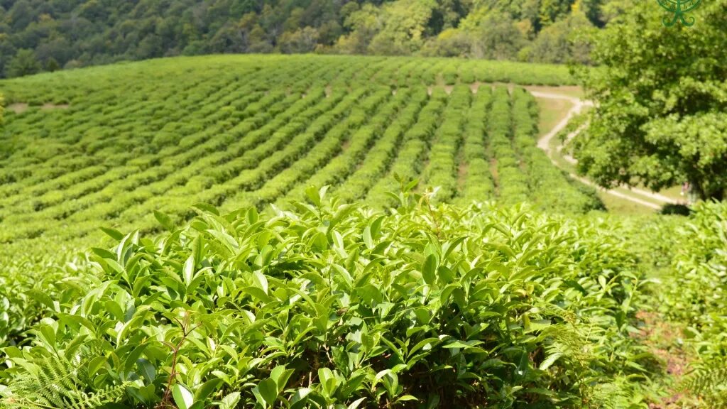 Что хорошо растет в россии. Чайные плантации Дагомыс. Мацестинские чайные плантации. Мацеста чайные плантации. Чайная плантация Кичмай.
