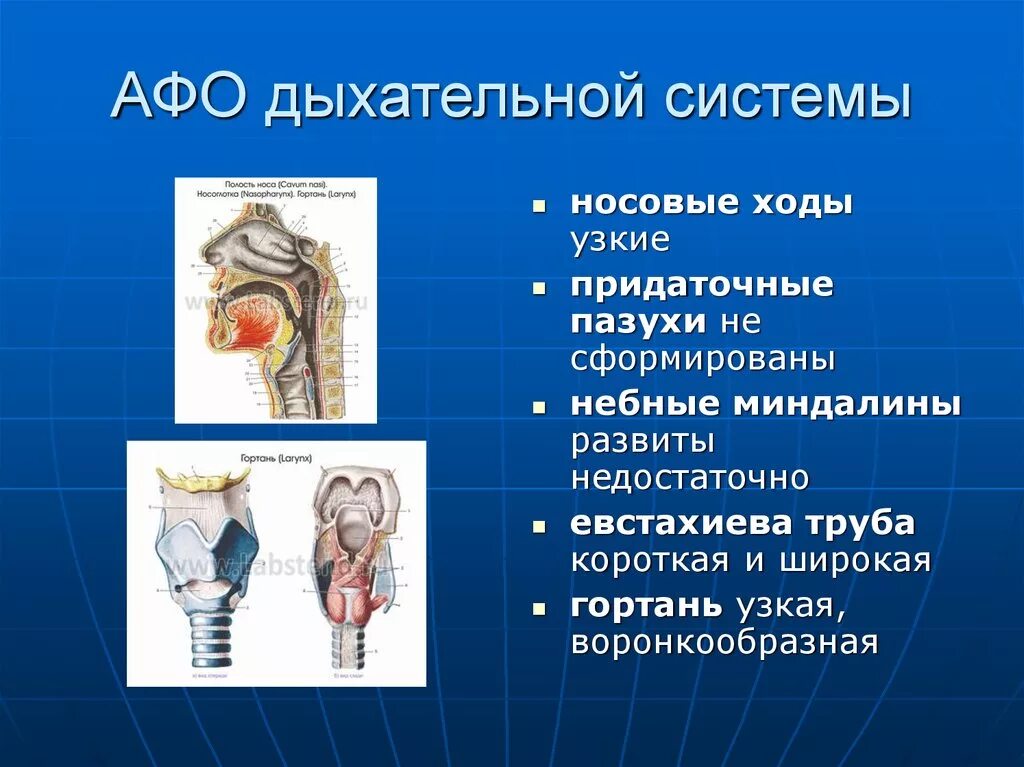 Анатомо-физиологические особенности дыхательной системы. Анатомо функциональные особенности дыхательной системы. Анатома физиологические особенности органов дыхания. Анатомо физиологическое строение.