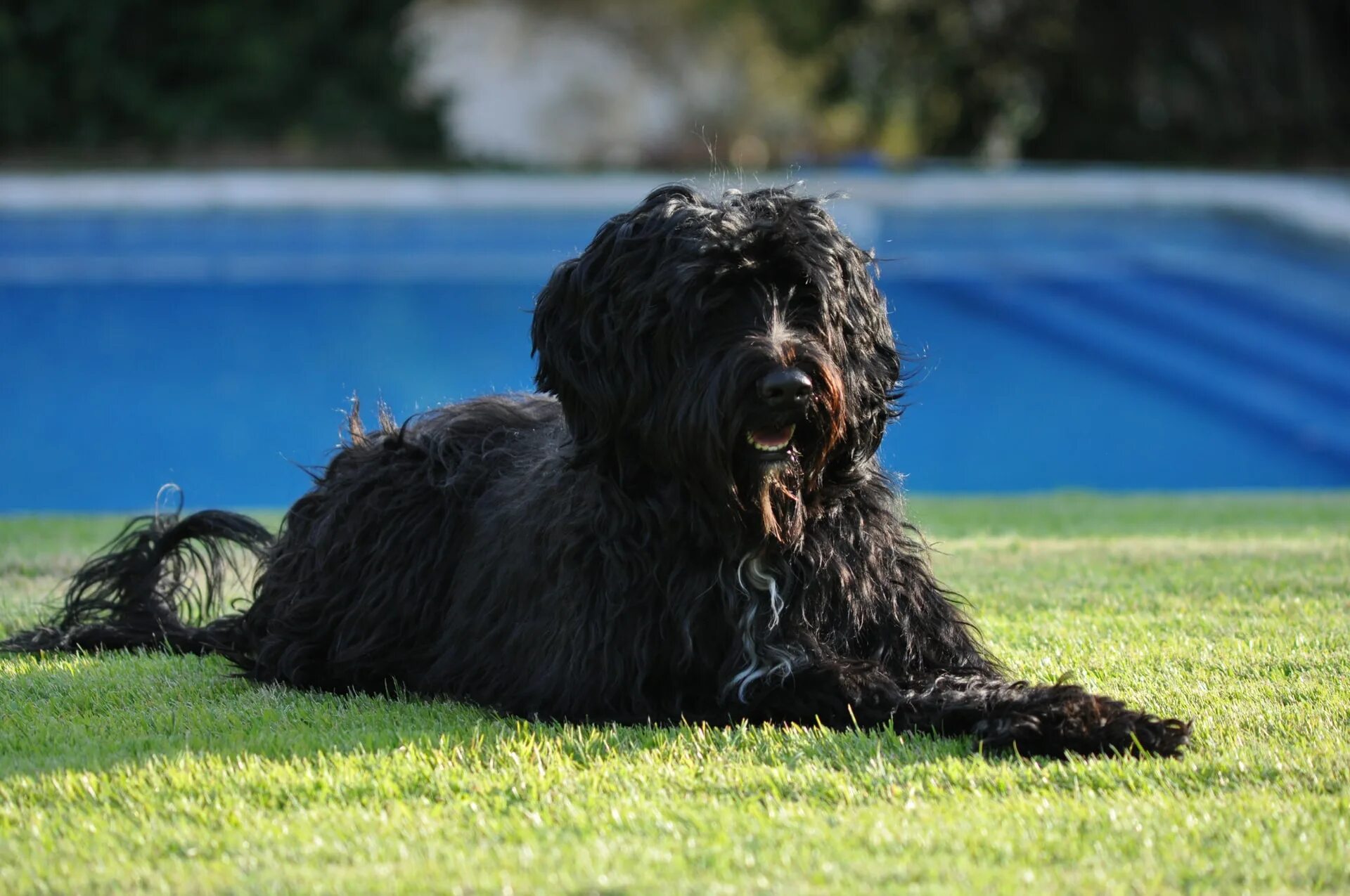 Водяная собака. Water dog порода. вассерхунд. portuguese water dog. дрессура собак португальская водяная.
