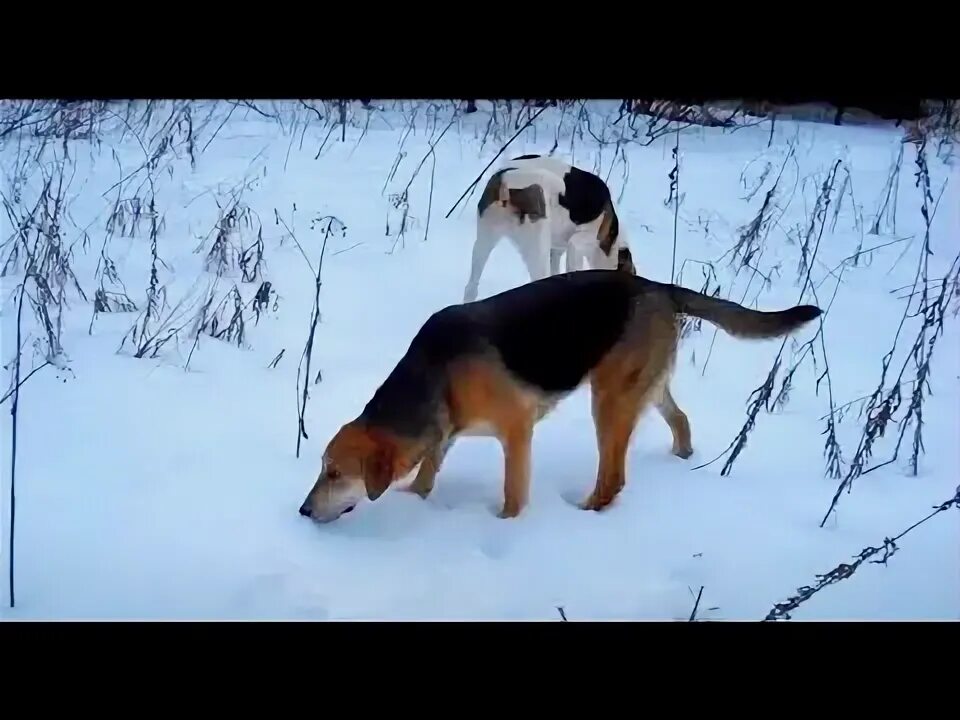 Гончие 1 7. Гончие 1 7