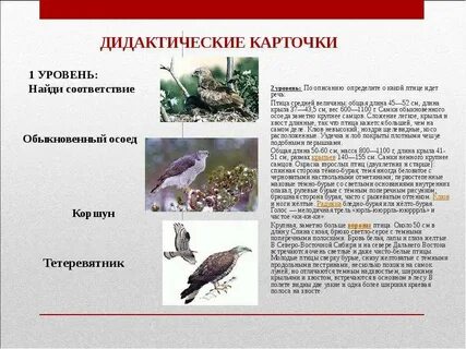 О какой птице идет речь
