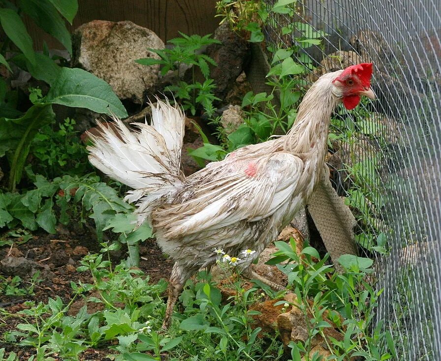 Мокрый петух. Мокрая курочка. Мокрая курица. Мокрая курица. Сумасшедшая курица.