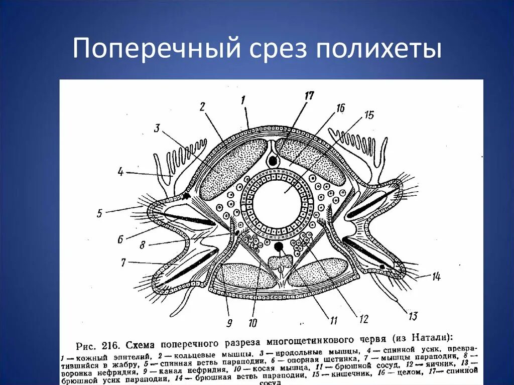 Поперечный срез нереиса. Поперечный срез многощетинкового червя нереиса (Nereis SP.). Поперечный срез полихеты. Многощетинковые черви поперечный срез.