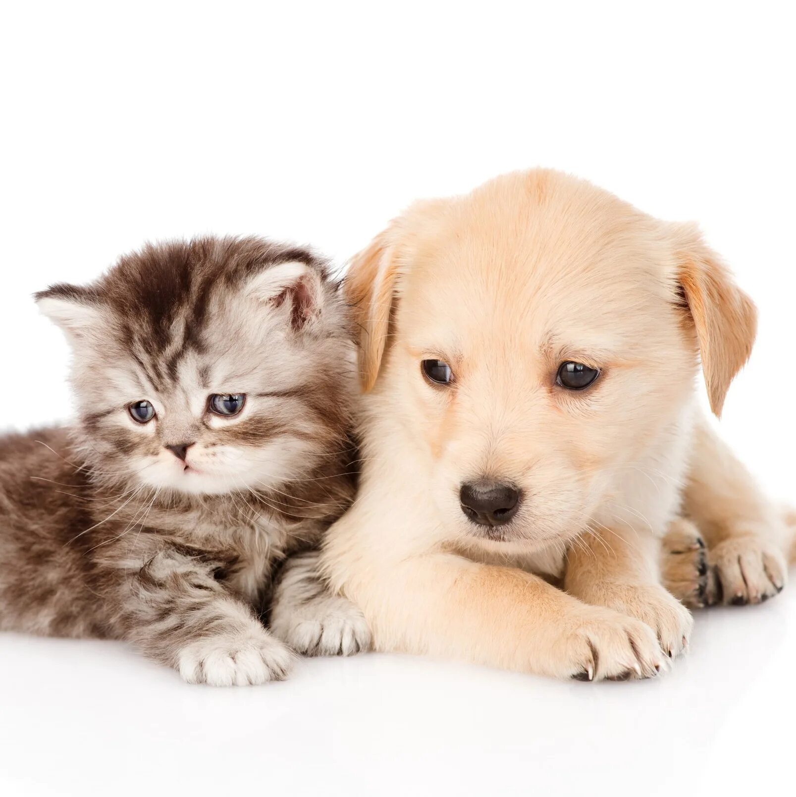 живые кошечки собачки. изображение кошки и собаки. самые милые котята и собачки. забавные кошки и собаки. 4 собачки 1 кошечка.