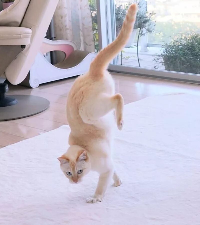 Где коты танцуют. Танцующий кот Чако. Танцующий кот Чако из Японии. Коты которые танцуют. Котик танцует.