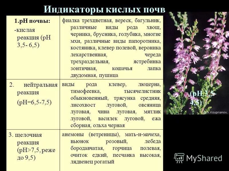 Какие сорняки растут на кислых почвах. Растения индикаторы кислотности почвы растения. Растения индикаторы кислотности почвы щелочной. Сорняки индикаторы кислотности почвы. Растения индикаторы нейтральных почв.