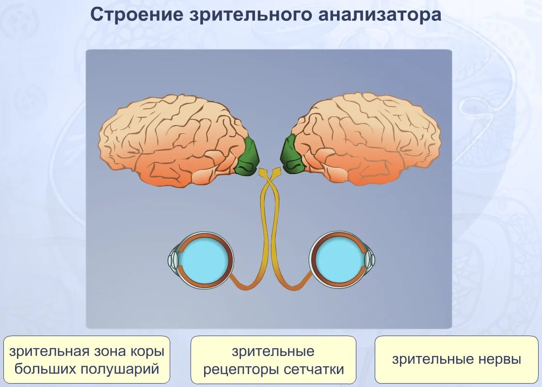 Что такое зрительный анализатор. Строение периферического отдела зрительного анализатора. Схема периферического отдела зрительного анализатора. Анализаторы зрительный анализатор строение. Зрительный анализатор строение и функции биология 8 класс.