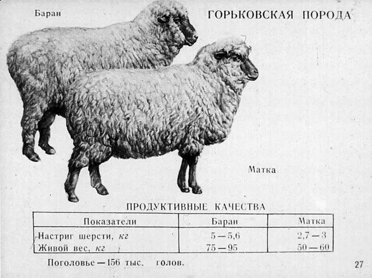 Вес годовалого барана Романовской породы. Сколько весит баран Романовской породы 1 год. Средний вес гиссарской породы овец. Горьковская порода овец характеристика. Сколько вес барана