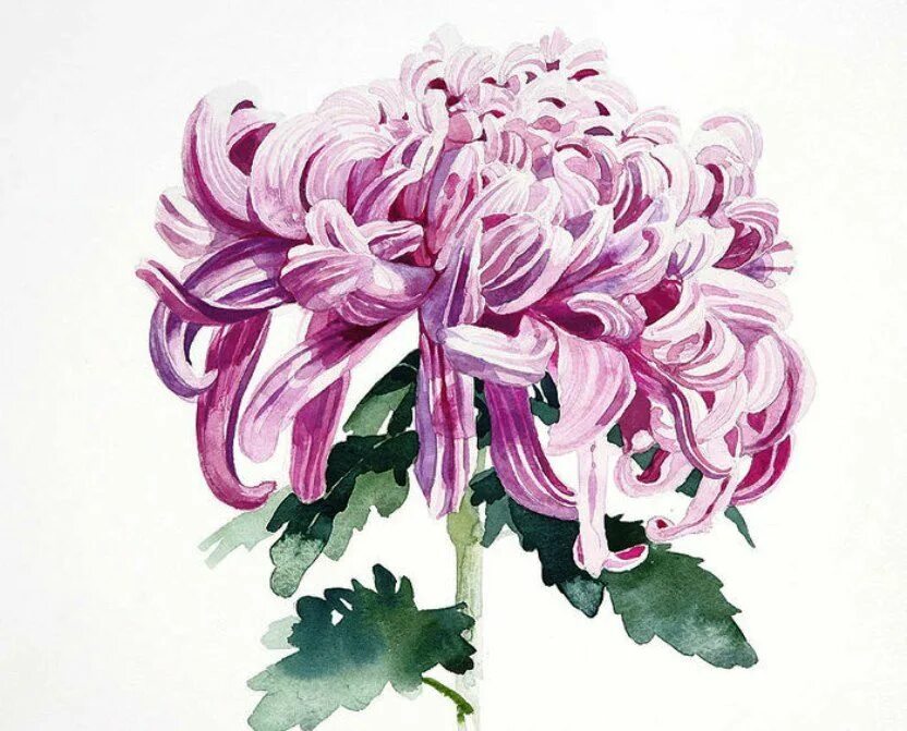 Хризантема акварель. Хризантема бордовые акварелью. Хризантемы в живописи акварелью. Этюд астры. Цветы акварелью хризантемы.