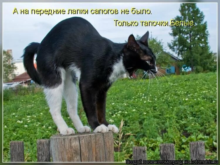 Кот в огороде. Смешные коты с надписями на даче. Смешные картинки про огород. Огородные приколы в картинках с надписями.