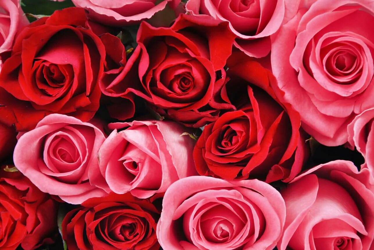 Яркие цветы. Roses. Розовые цветы. R o se. Шикарный букет роз.