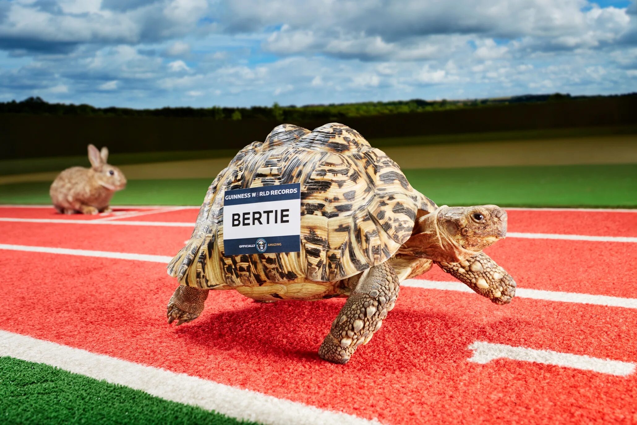 Какой самый медленный человек. Черепаха Берти. Черепаха Берти самая быстрая в мире. Самая большая черепаха в мире. Гонки черепах.