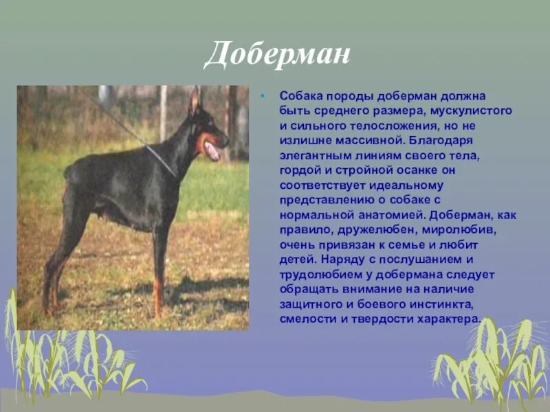 Доклад о породе собак. Породы собак презентация. Описание любой собаки. Доклад про собаку. Рассказы про породы