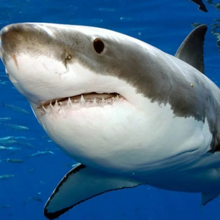 Пон Мем с акулой. Серо голубая акула опасна!?. Акула Мем. Акулы могут представлять опасность даже до своего рождения..
