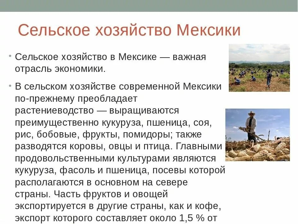 Виды хозяйственной деятельности мексики