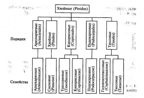 Классификация хвойных. Систематика голосеменных растений схема. Класс хвойные систематика. Классификация хвойных растений таблица. Система семейств подкласса хвойные, главнейшие представители..