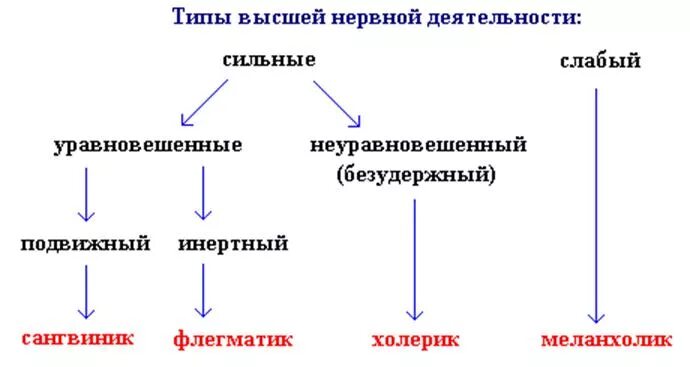 Сильный уравновешенный подвижный тип нервной