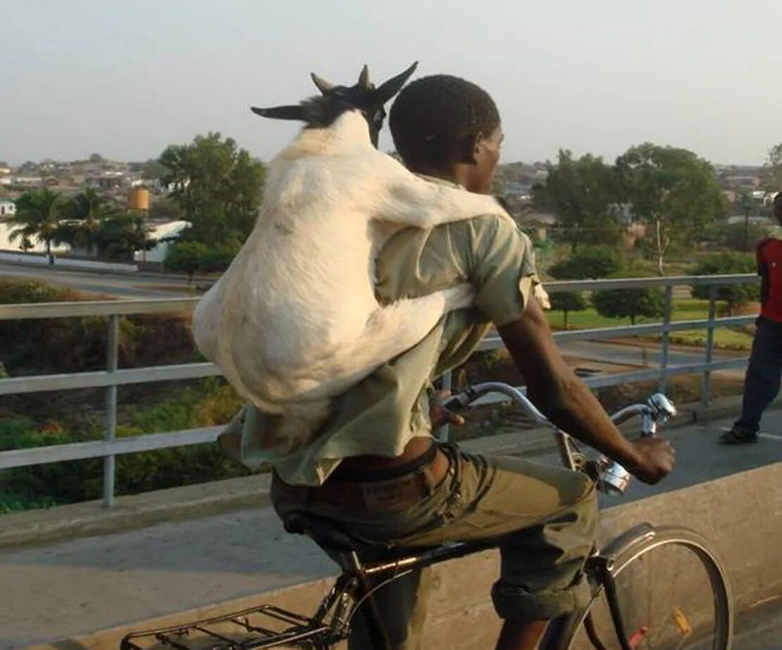Мотоцикл козел. Человек коза. Коза на велосипеде.