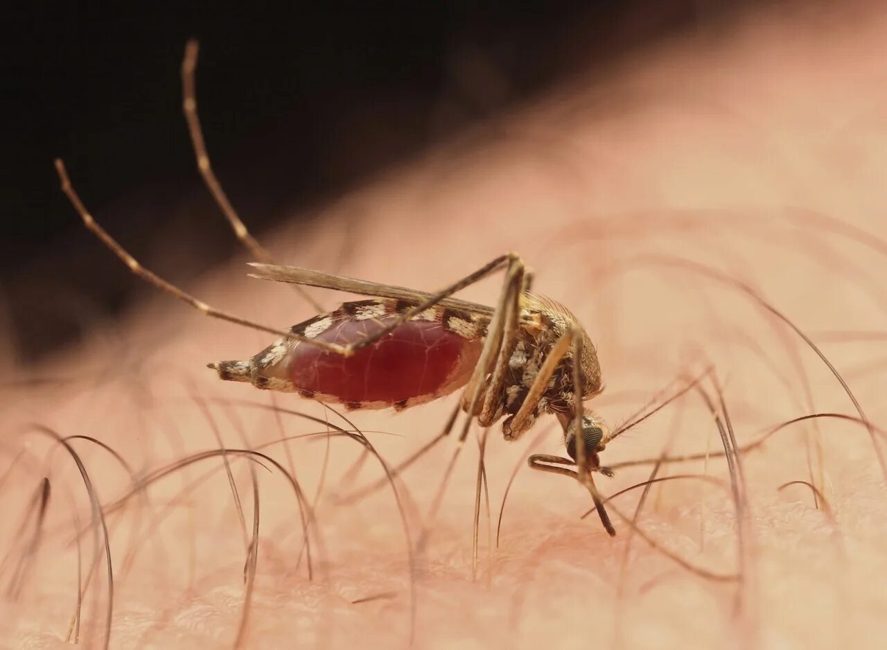 Укус малярии. Кровососущие насекомые комары. Укус комара под микроскопом.
