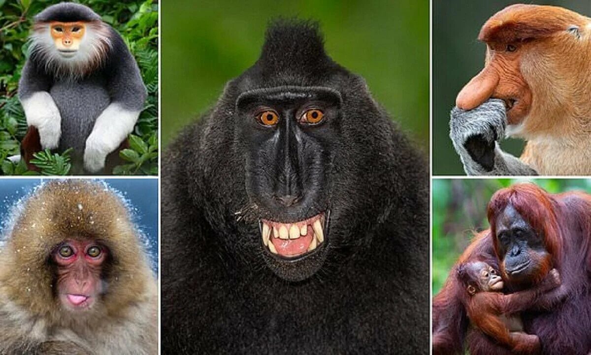 Обезьяна потом. Разные обезьяны. Обезьяны представители. Разнообразие обезьян. Приматы коллаж.