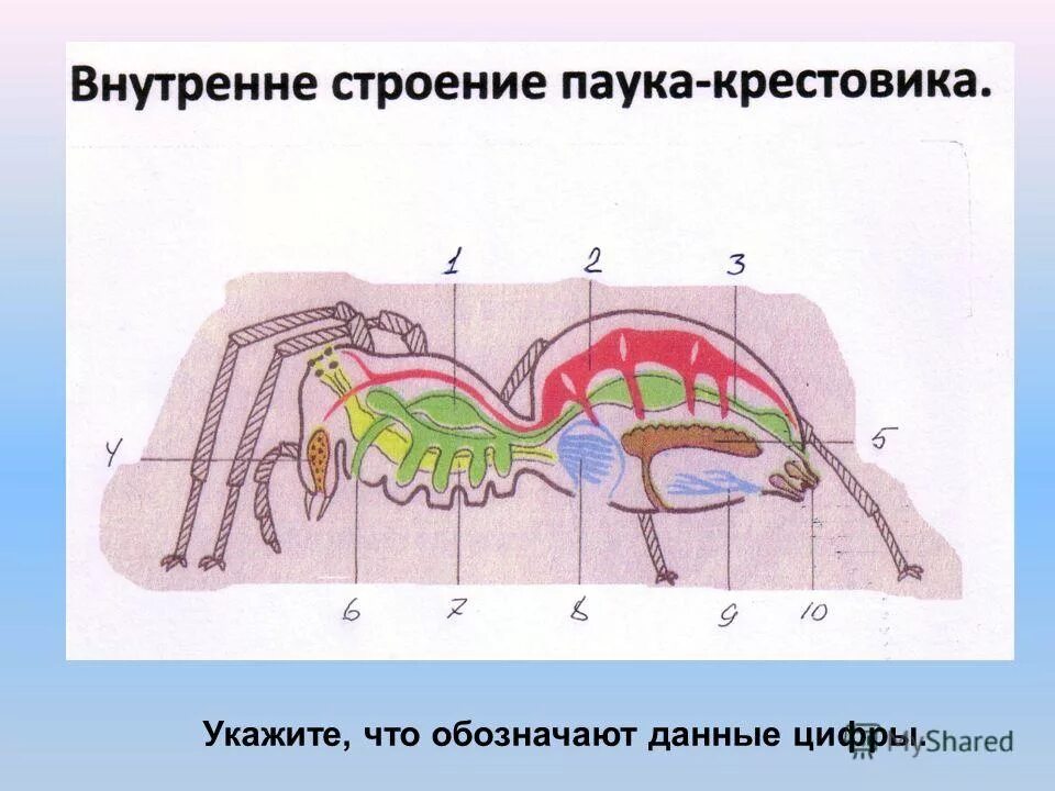 Дыхательная система паукообразных. Внутреннее строение паука крестовика 7 класс. Внутреннее строение паука крестовика рисунок. Внутренне строение паука крестовика. Внутреннее строение паука крестовика.