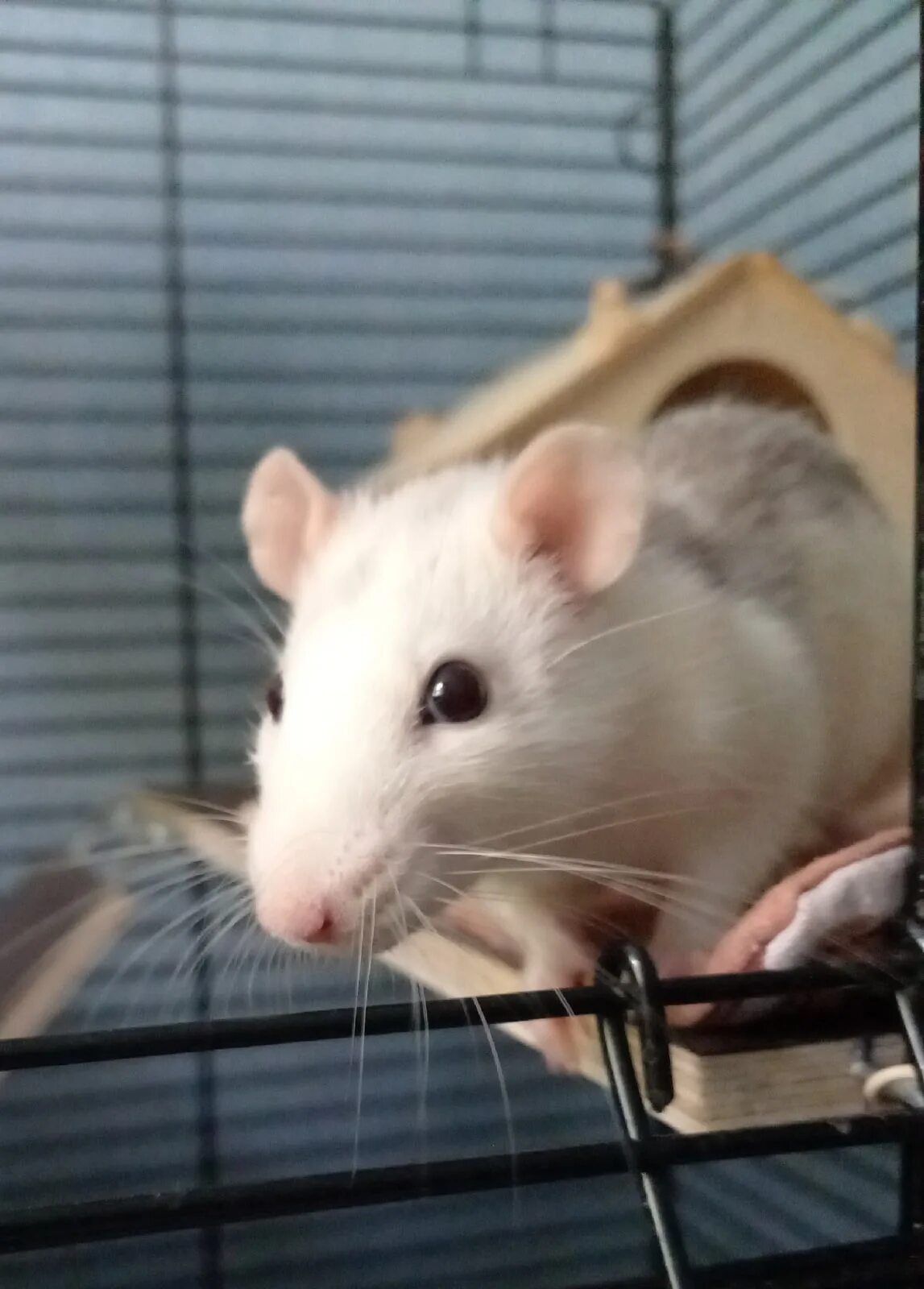 Крыса писает. Мышь подвальная. Крыса писает. Крыса писает. Крыса писает.