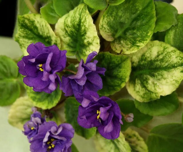 23 река енисей фиалка. Фиалка река. 23 река амур фиалка. Фиалка ан река эльба. Фиалка река.