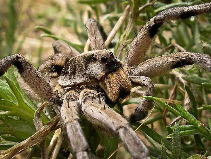 Calling spider