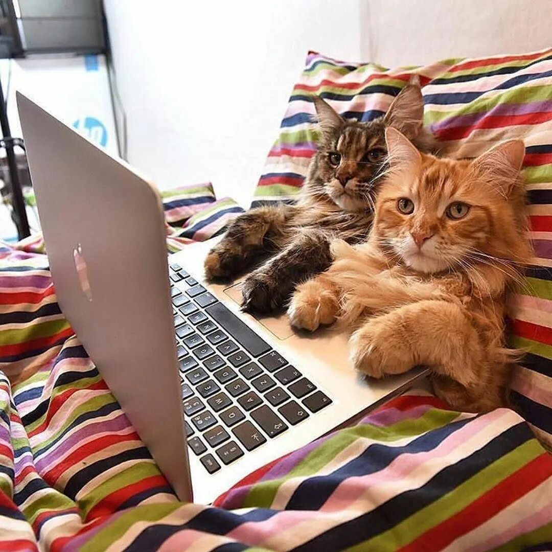 Cat work