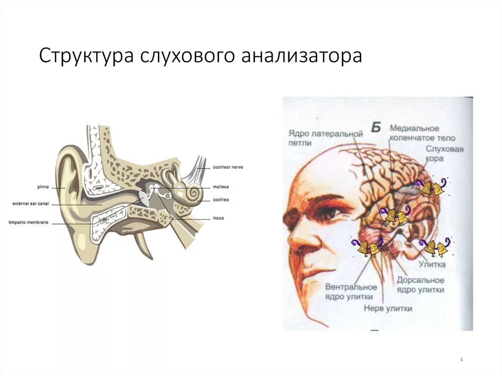 Анатомическое строение слухового анализатора. Строение строение слухового анализатора. Структура слухового анализатора анатомия. Изобразите структуру слухового анализатора. Схема строения слухового анализатора 3 части.