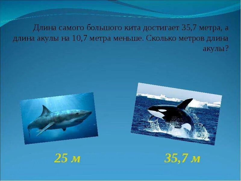 Сколько достигает кит. Длина кита. сколько метров кит. вес кита самого большого. сколько метров самый большой кит.