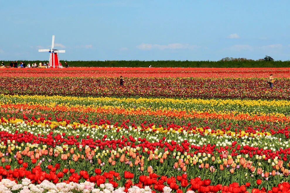 Где находится тюльпановое поле. Тюльпановые поля в Нидерландах. Цветение тюльпанов в Голландии. Амстердам тюльпановые поля. Голландия Родина тюльпанов фестиваль.