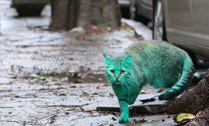 A Green Cat Prowls The Streets Of Bulgaria YouTube