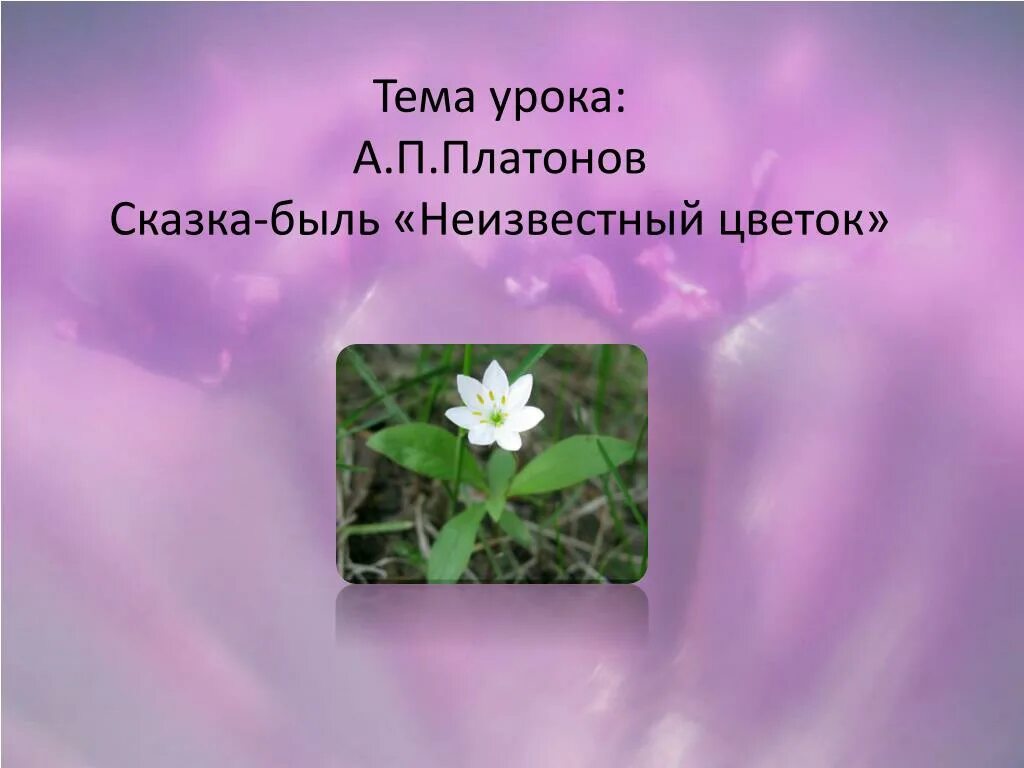 Сказка быль Платонова неизвестный цветок. Платонов сказка быль неизвестный цветок. Платонов а. "неизвестный цветок". Сказка быль цветок. Сказка быль неизвестный цветок 6 класс