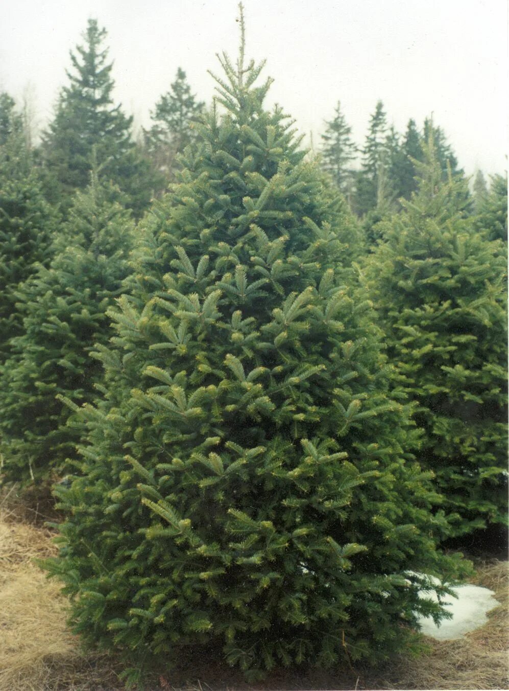 Picea Mariana Beissneri. Ель Picea Mariana Beissneri. Ель черная Picea Mariana.