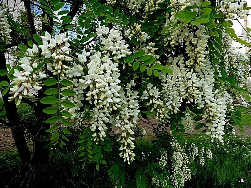 Pseudo acacia (black locust) trees фотография Stock Adobe Stock