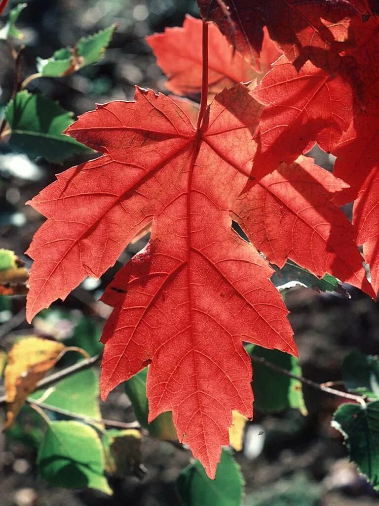 Acer freemanii autumn blaze. Сени в избе. Сени в доме музее есенина. Сени в избе. Сени в доме.