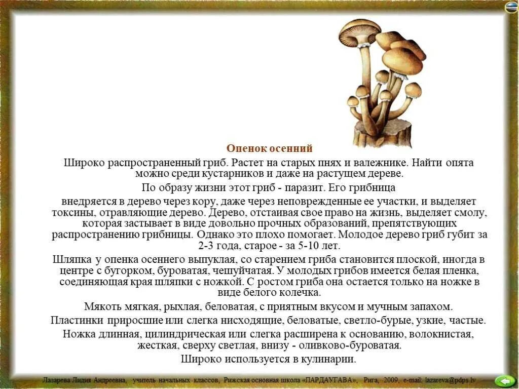 Сочинение на тему красота грибов. Доклад про грибы опята. Доклад про опята 2 класс окружающий мир. Доклад 5 класс биология грибы опята. Описание гриба опята 2 класс.