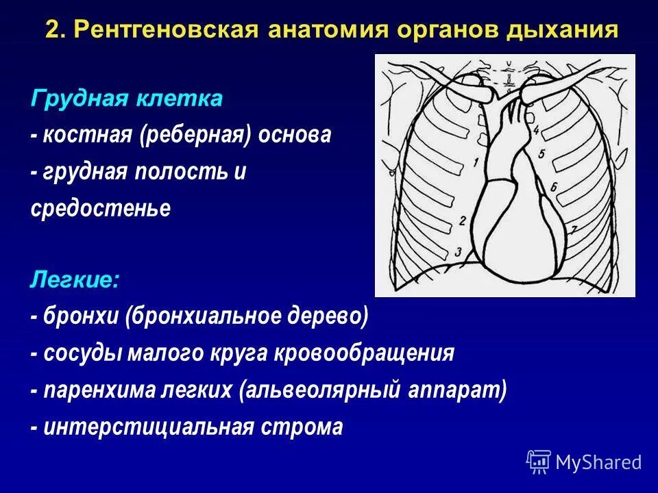 Заболевания грудной полости. Лучевая (рентгенологическая) анатомия органов средостения в норме.. Средостение рентген анатомия. Лучевая анатомия органов грудной клетки. Строение средостения рентген.