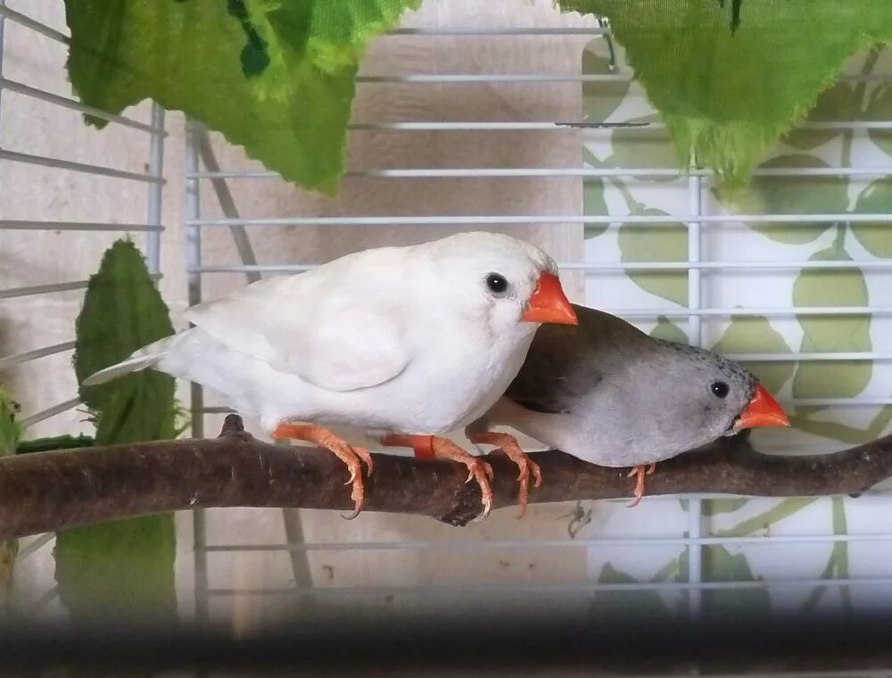 самки зебровых амадины. амадин птенец самка. зебровый амадин самка. зебровая амадина. зебровые амадины самец белый.