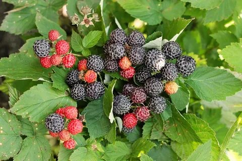 Малина кумберленд описание