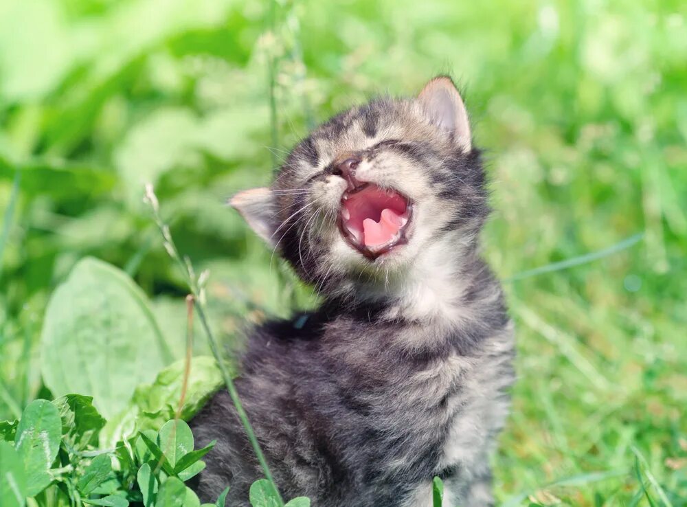 Кошка делает мяу. Котенок мяукает. маленькие котята мяукают. котенок кричит. котенок жалобно мяукает.