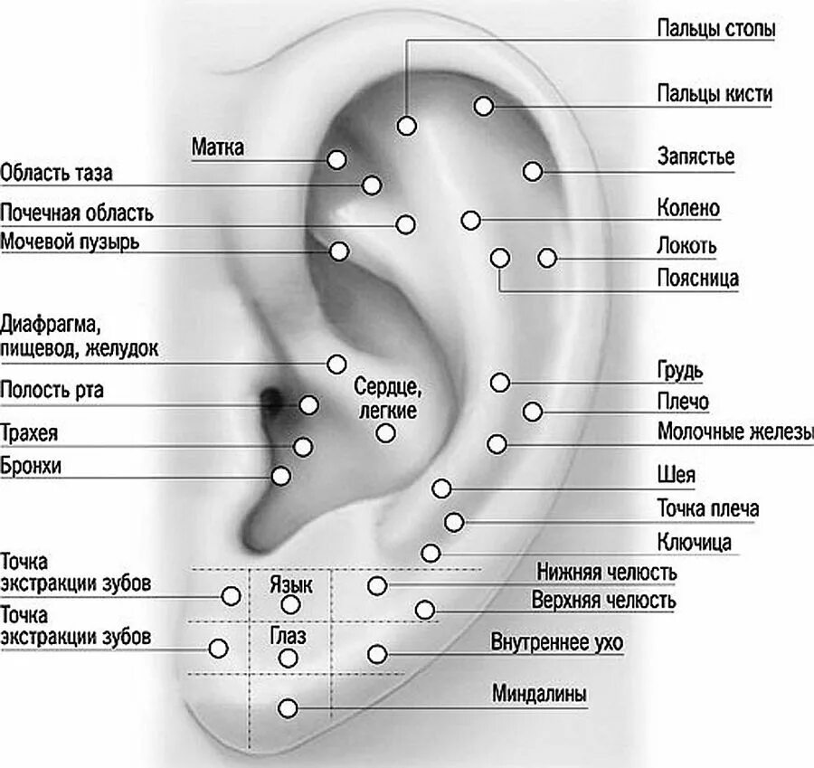 Точки прокола ушей схема. Схема точек акупунктуры ушной раковины. Акупунктурные точки на ухе человека схема. Мочка уха для прокола схема.