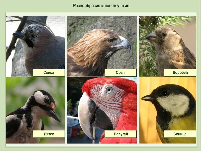 Разнообразие клювов. Клювы разных птиц. Типы клювов у птиц. Формы клюва у птиц. Разная форма клювов.