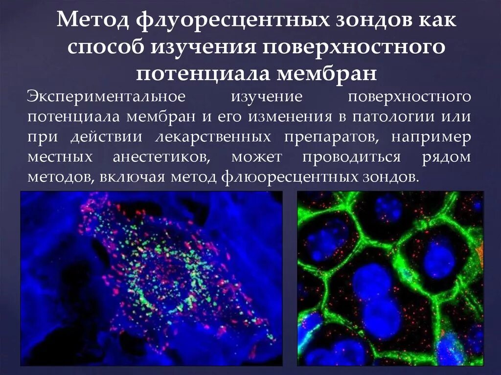 Метод флуоресцентных зондов. Флуоресцентная микроскопия метод исследования. Флуоресцентные методы исследования. Люминесцентная (флуоресцентная) микроскопия. Называют обладают флюоресцируют красители