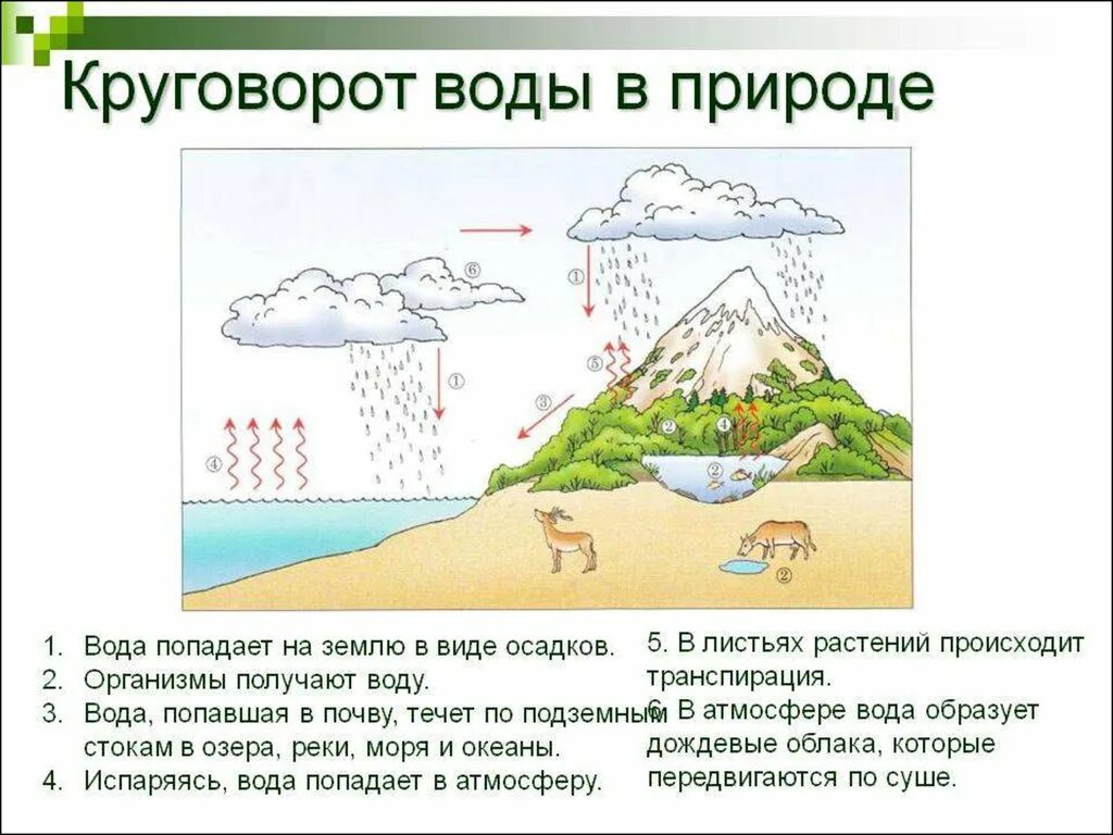 Круговорот воды в природе 5 класс география. Мировой круговорот воды в природе схема. Круговороит воды в природе Хема. Процесс круговорота воды этапы.