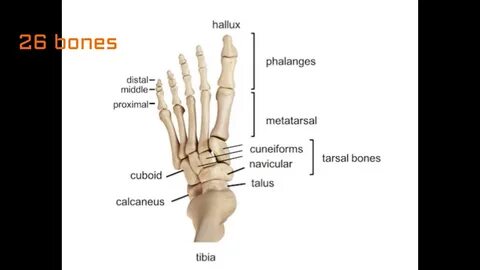 Legs finger