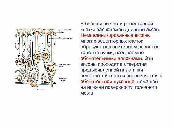 Рецепторная клетка обонятельного эпителия. Рецепторные клетки расположены. Обонятельные рецепторные клетки. Функции рецепторного обонятельного эпителия. Клетки находятся в дистиллированной воде