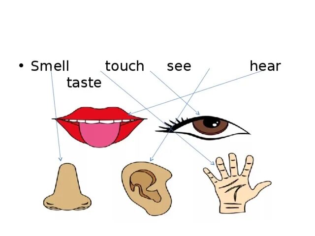 See hear smell taste Touch. See smell hear Touch taste for Kids. Hear see smell taste Touch Worksheets. Senses картинка для детей. See hear feel