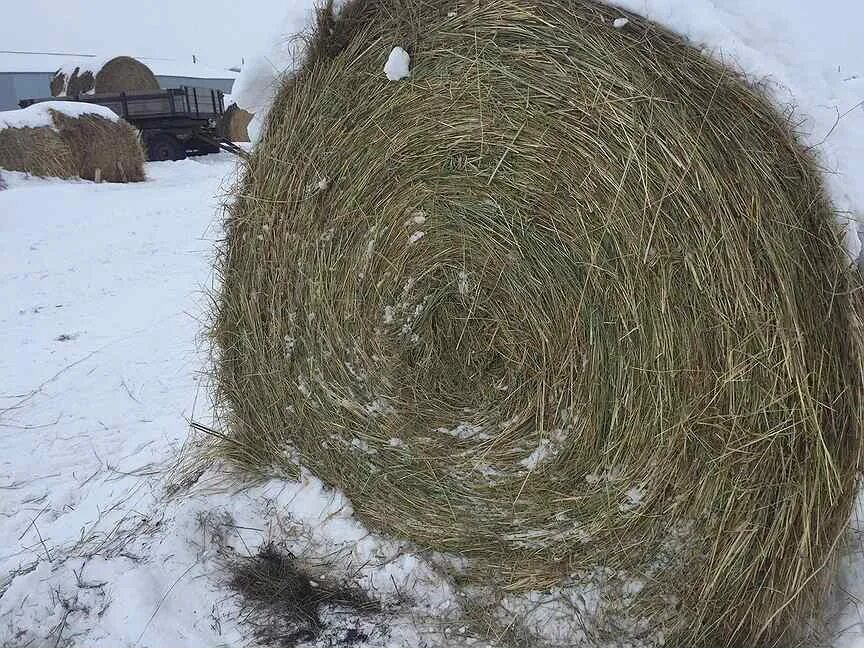 Сено омская область